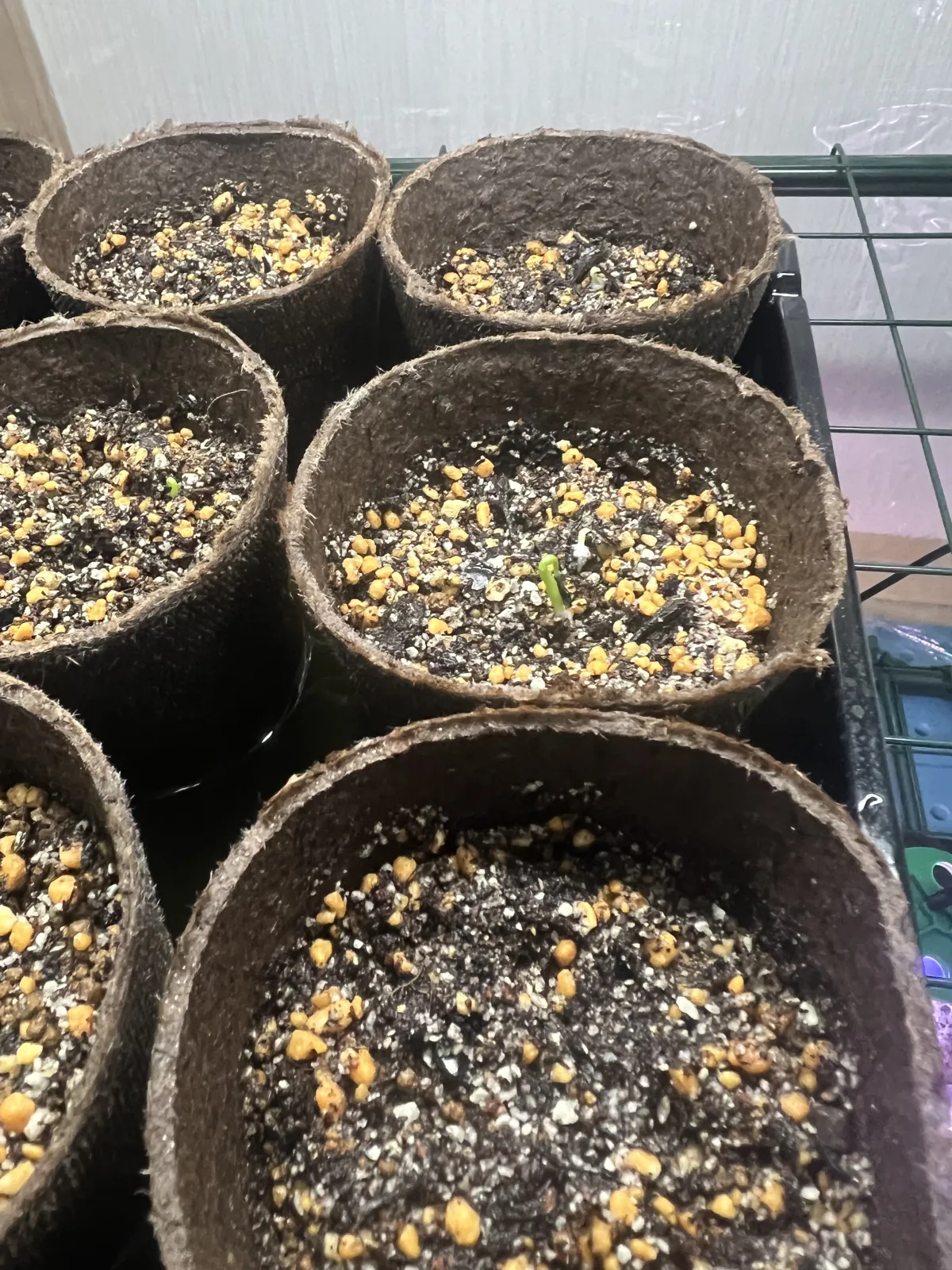 Agave Agave sp 'Azul Monterrey' (アガベ アズールモントレー)