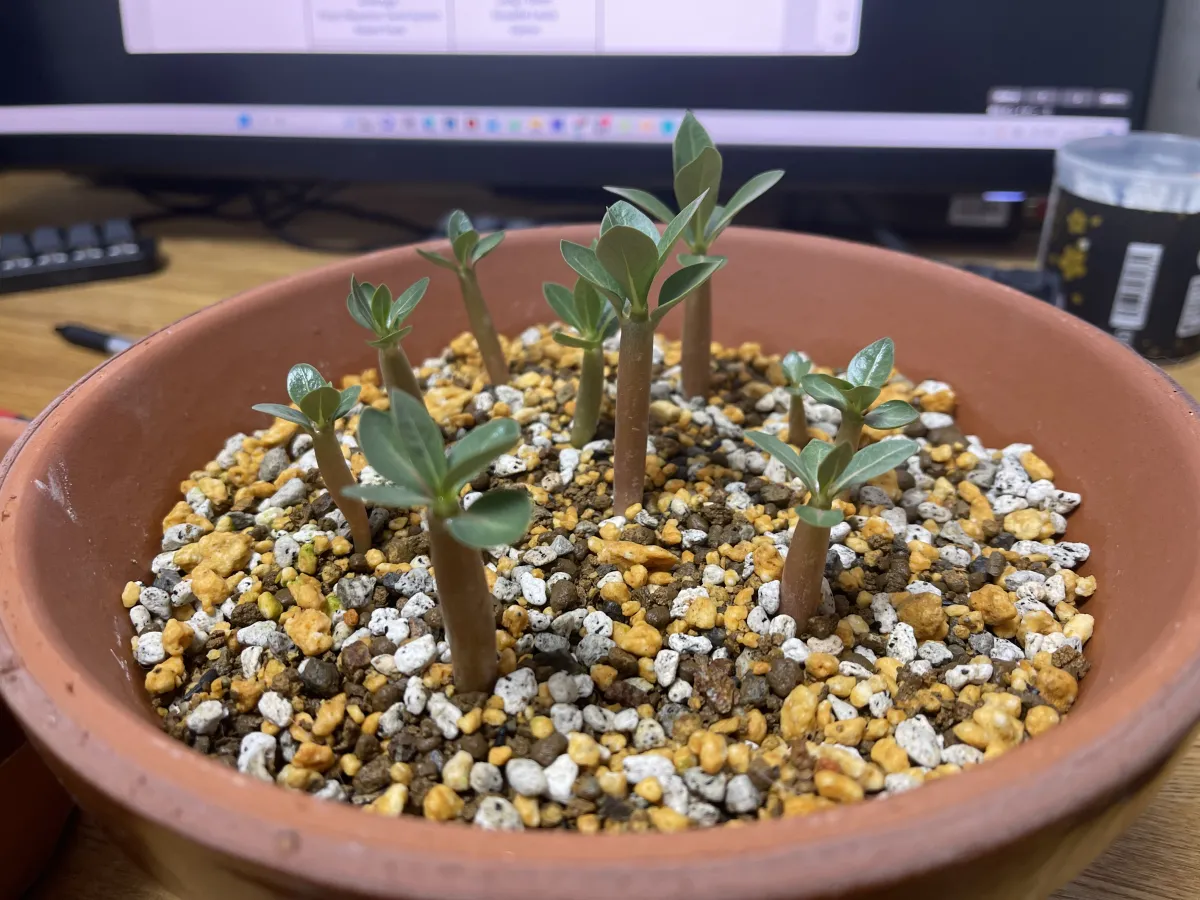 Adenium obesum thai (アデニウム タイ ソコトラナム)