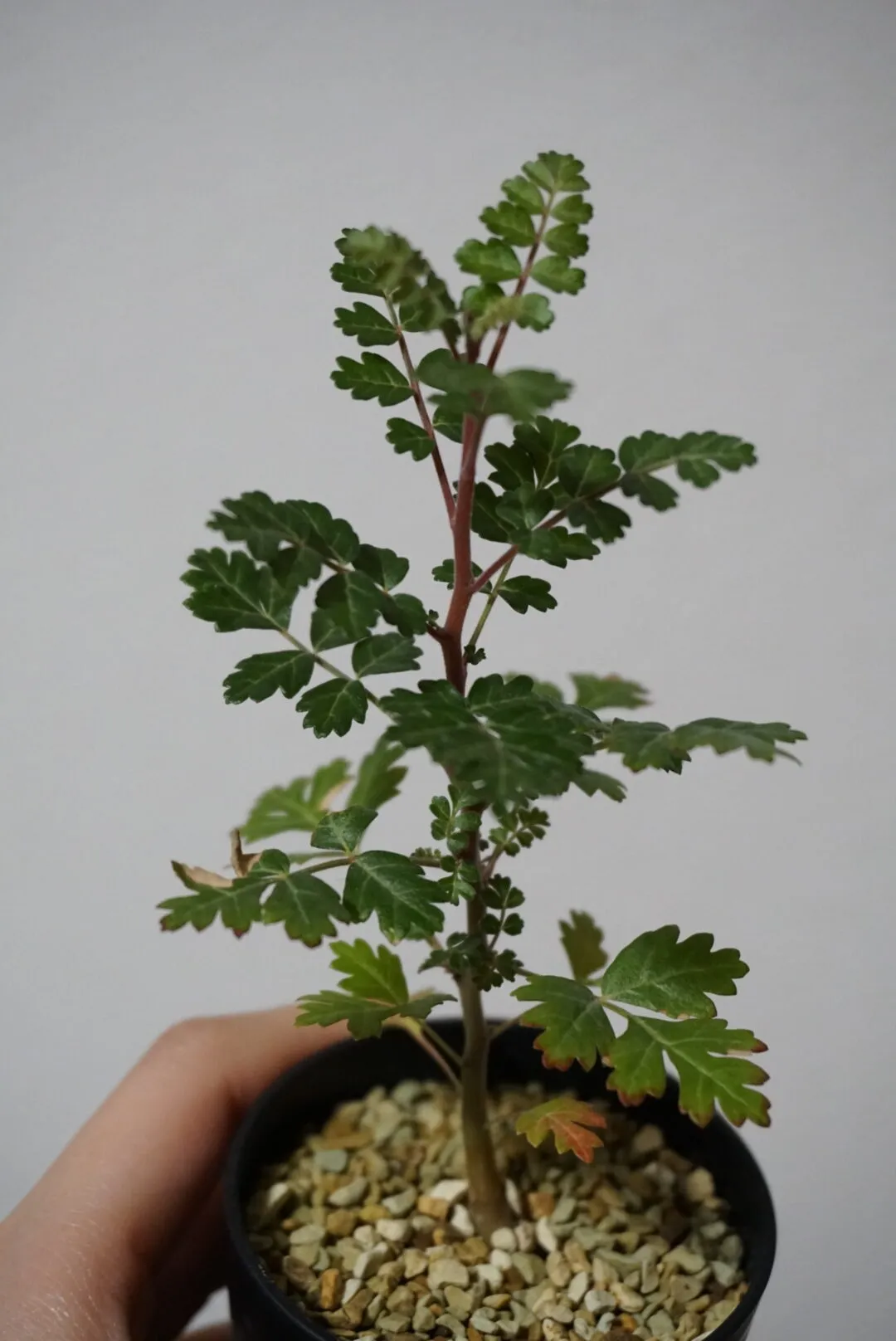 Pachycormus discolor (パキコルムス ディスカラー)