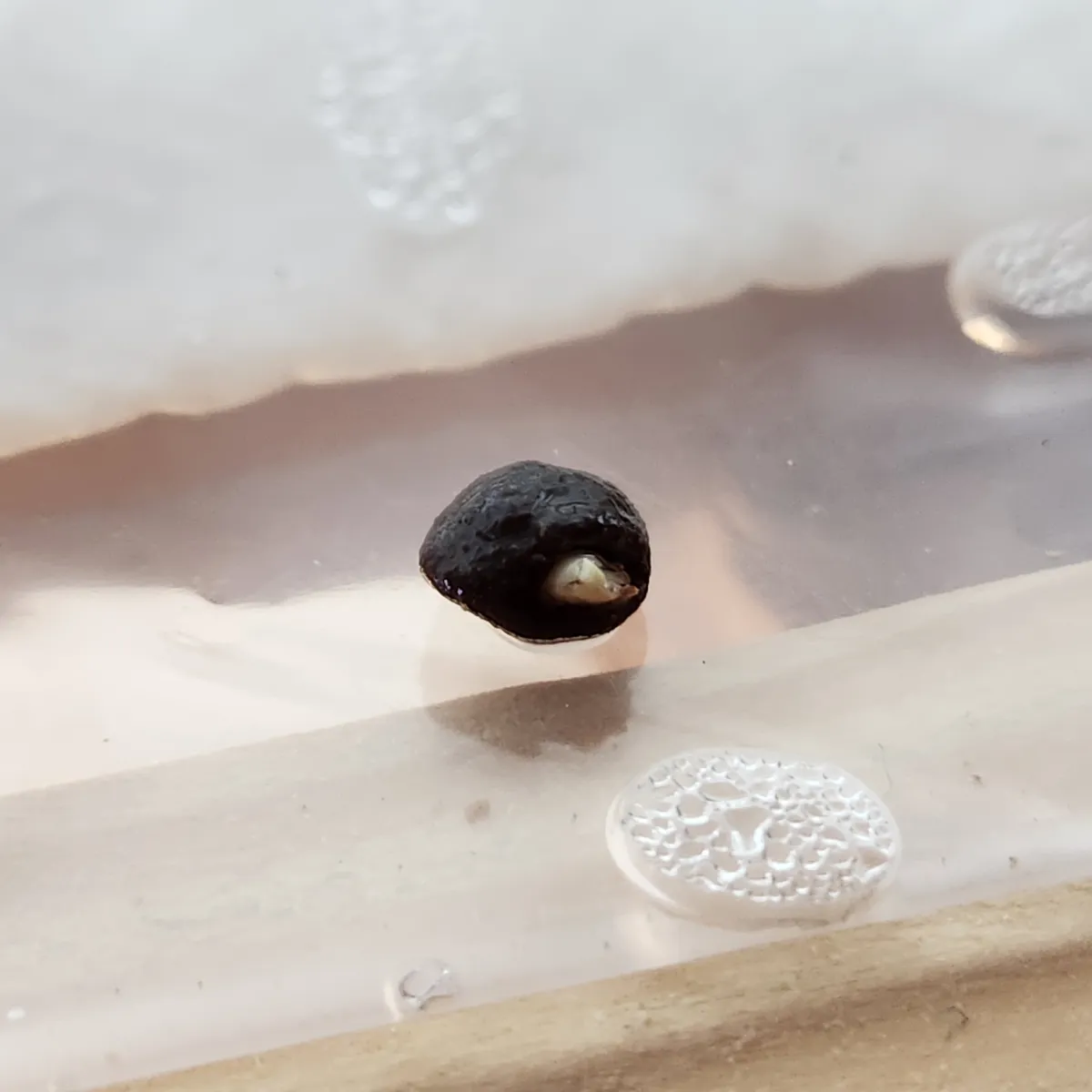 Operculicarya pachypus (オペルクリカリア パキプス)