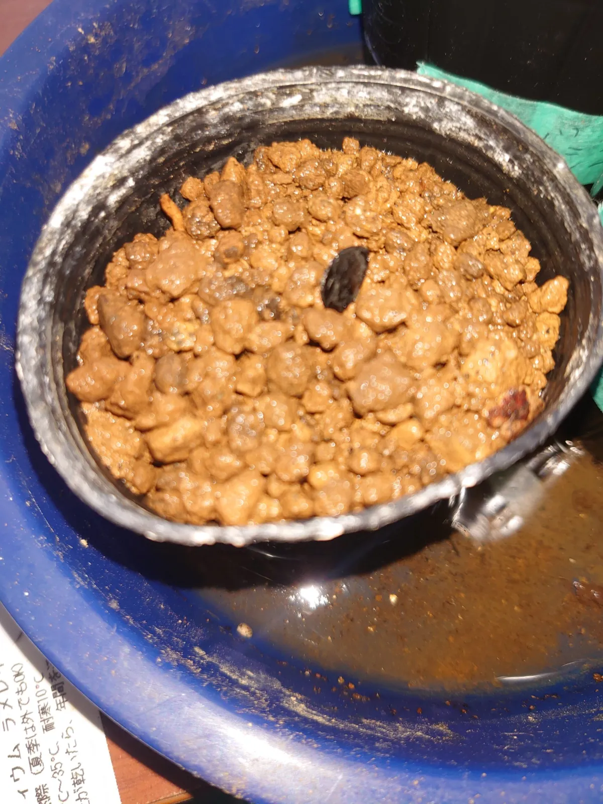 Agave americana var. franzosinii (アガベ フランゾシニー)