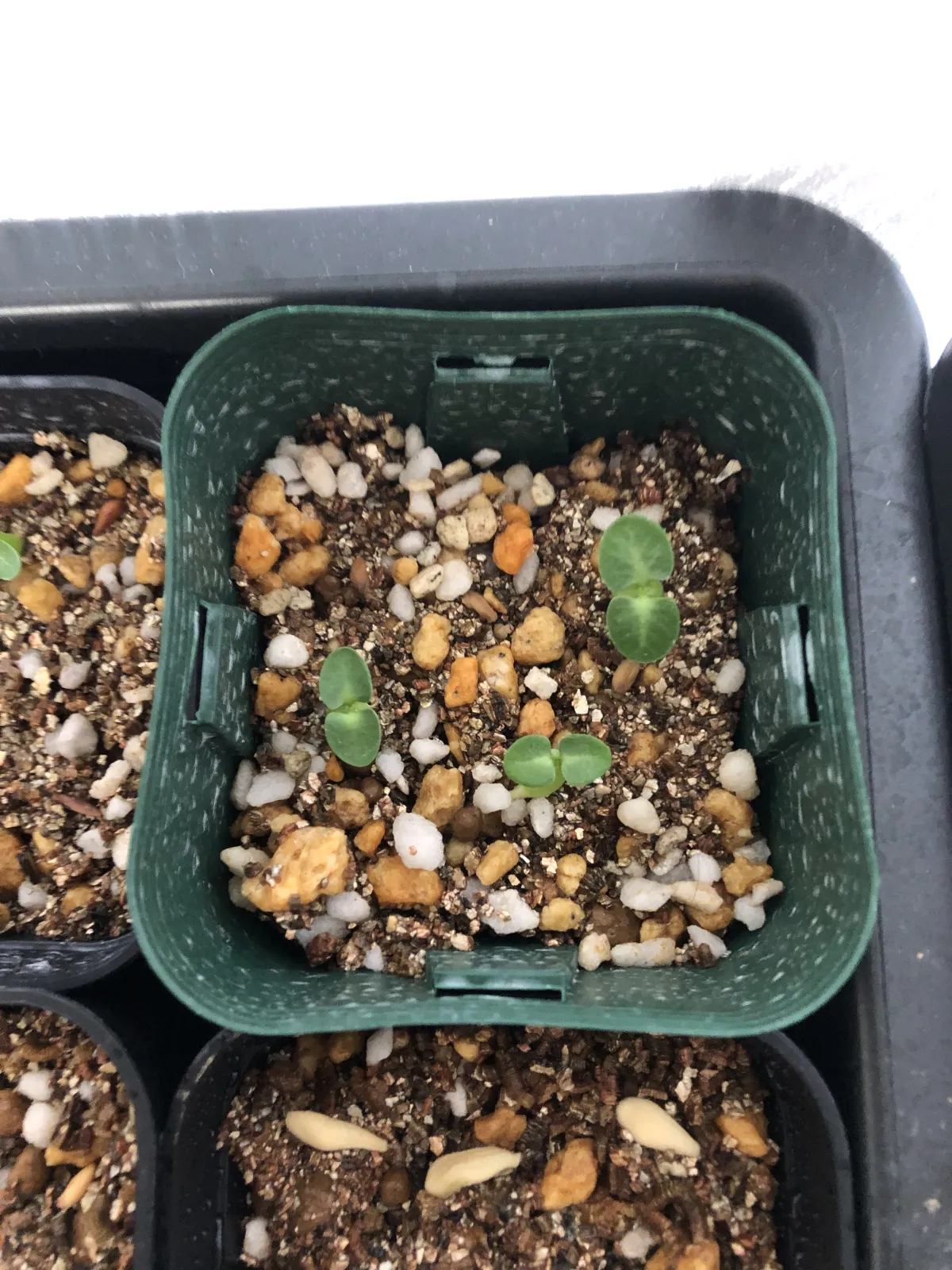 Pachypodium bispinosum (パキポディウム ビスピノーサム)