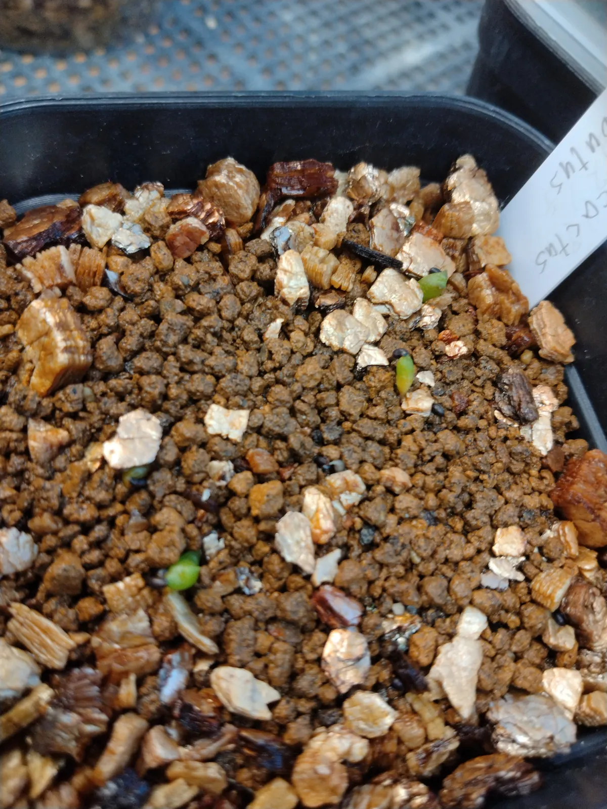 Ferocactus robustus (フェロカクタス ロブスタス)