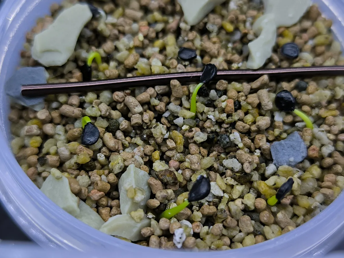 Agave utahensis var. eborispina 'Corkscrew' (アガベ ユタエンシスコークスクリュー)