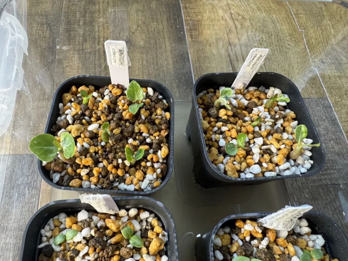 Adenium obesum (アデニウム オベスム)