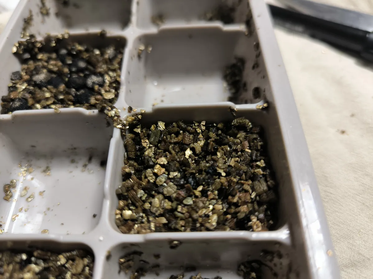 Euphorbia squarrosa (ユーフォルビア スクアローサ)