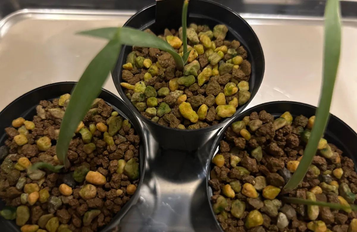 Agave rhodacantha Dwarf (アガベ ロダカンサ ドワーフ)