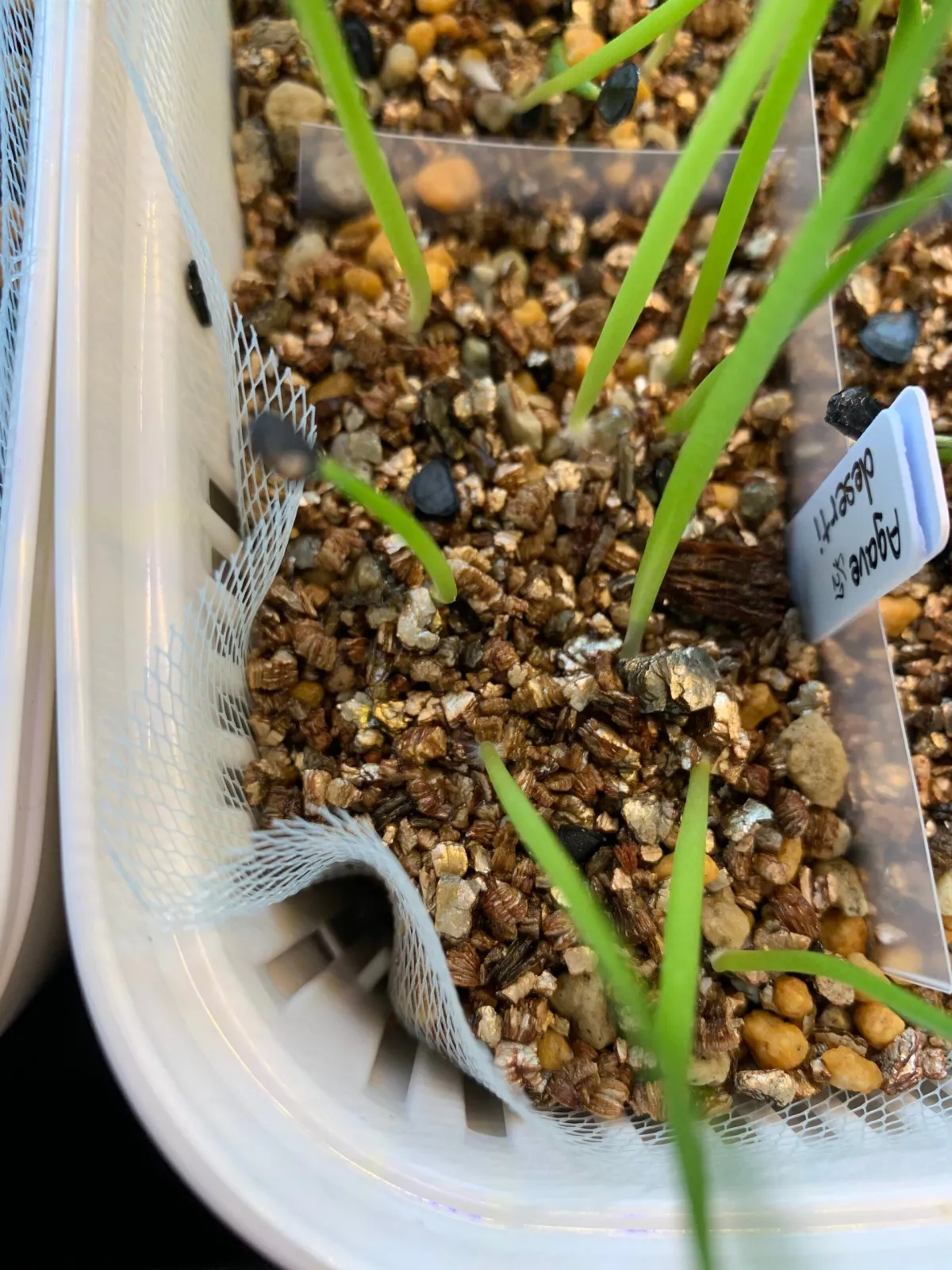 Agave deserti var. deserti (アガベ デザーティ)