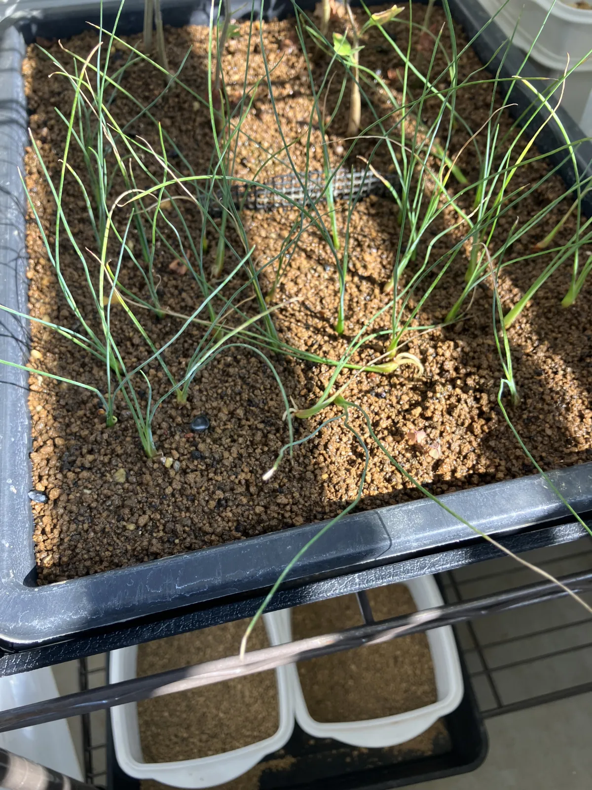 Dasylirion wheeleri (ダシリリオン ウィーレリ)