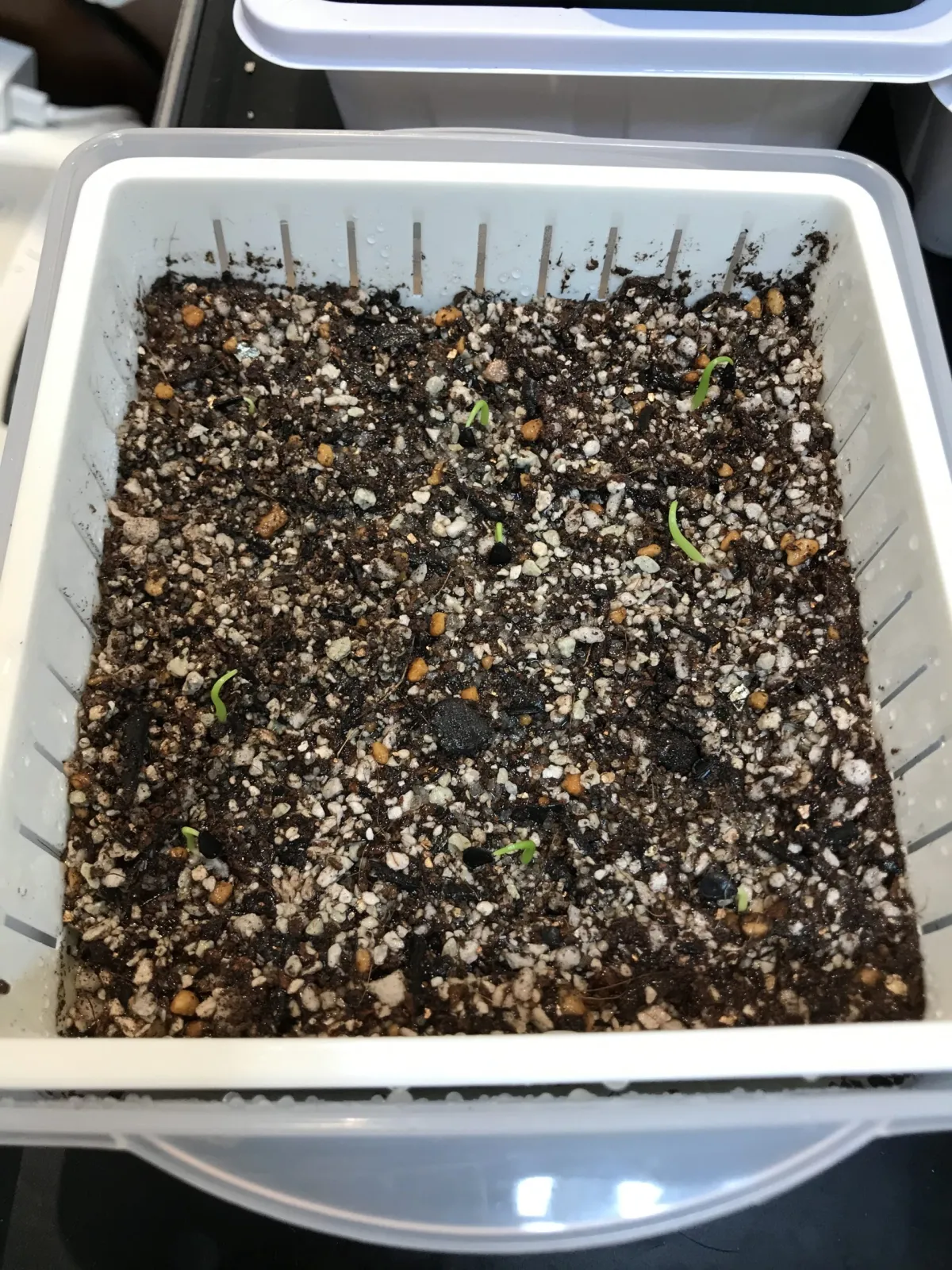 Agave albescens (アガベ アルベセンス)