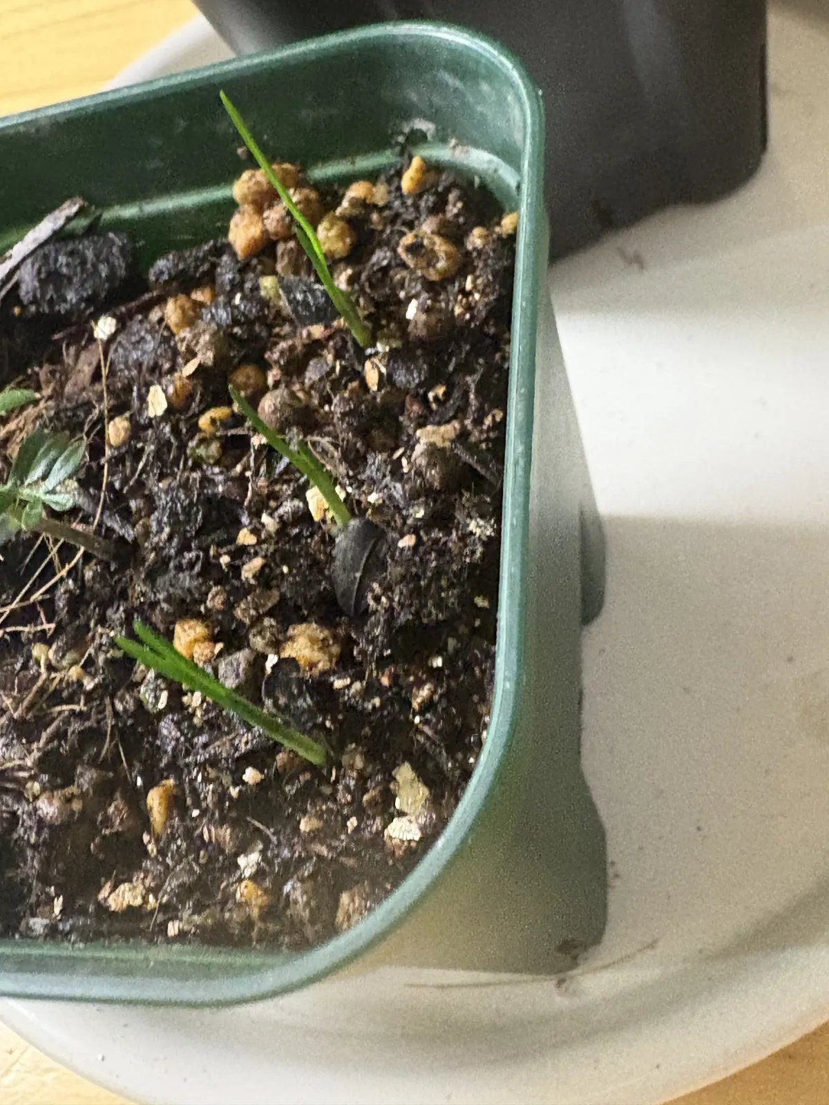 Xanthorrhoea gracilis (ザントロエア グラキリス)