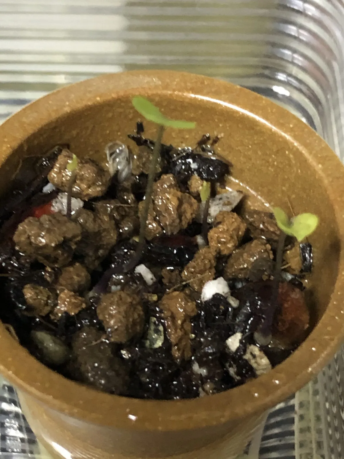 Dioscorea elephantipes (ディオスコレア エレファンティペス アフリカ亀甲竜)