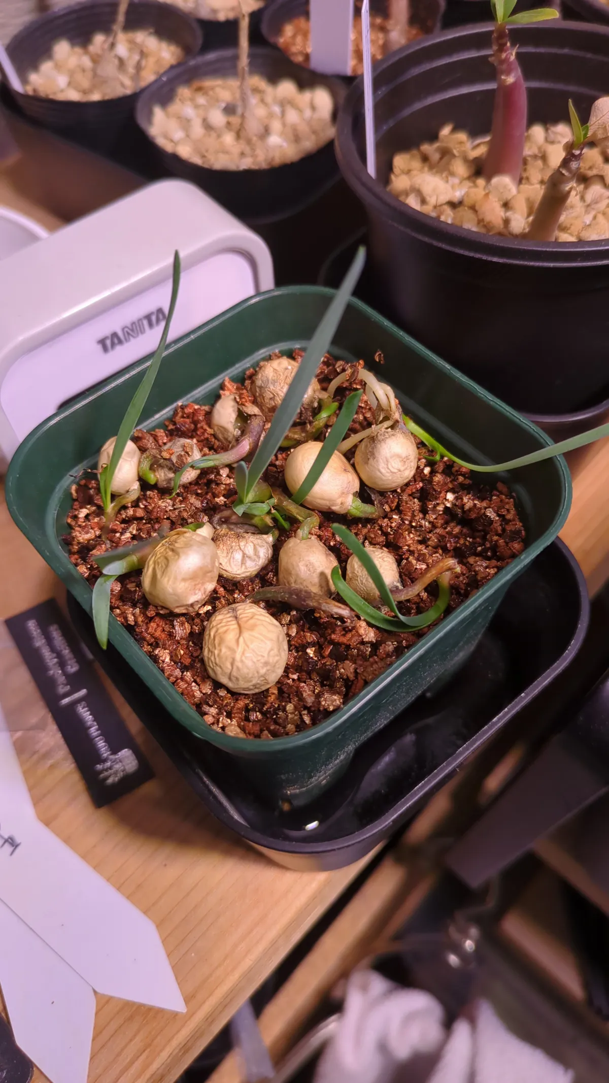 [無料種子] ブーファン ディスティカ Boophone disticha 状態難