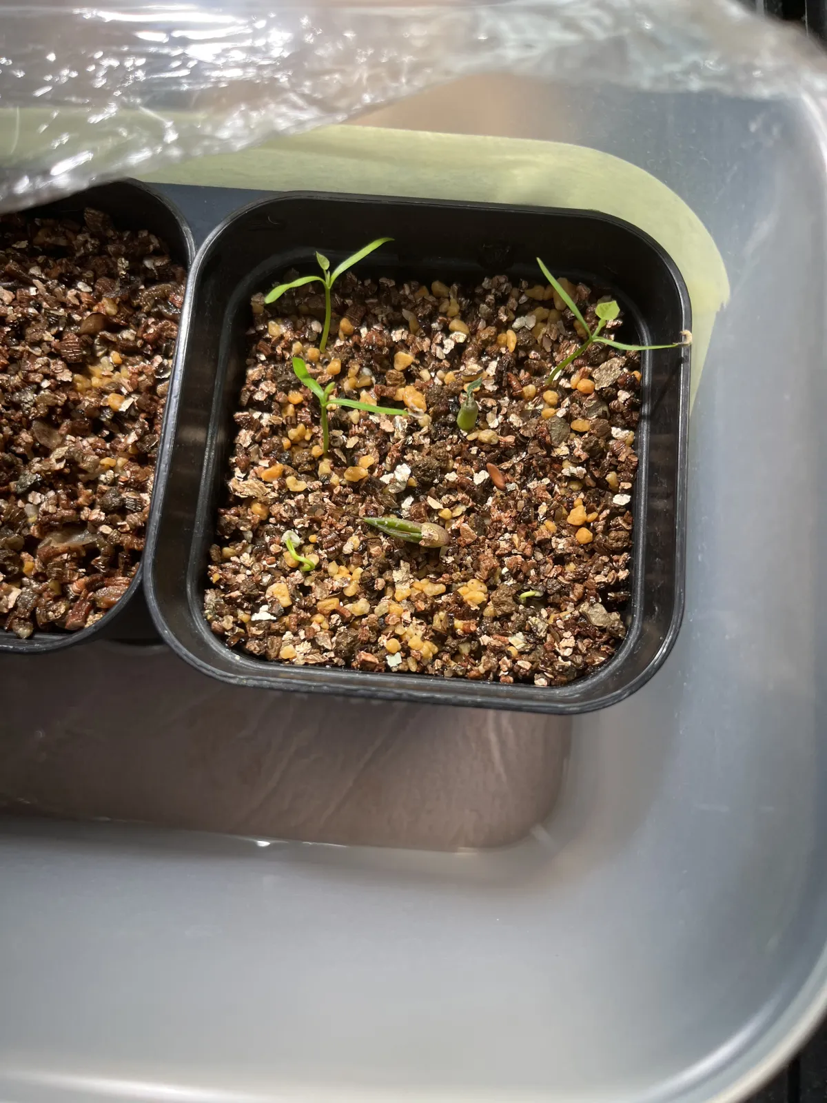 Stephania tetrandra (ステファニア テトランドラ)