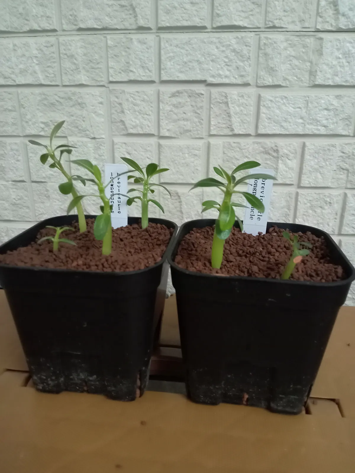 Pachypodium brevicaule (パキポディウム ブレビカウレ（長茎） ())