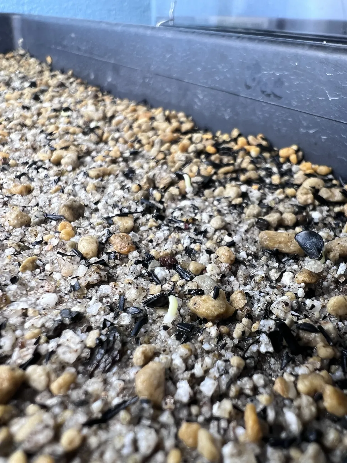 Agave titanota 'Blue' (アガベ チタノタブルー)