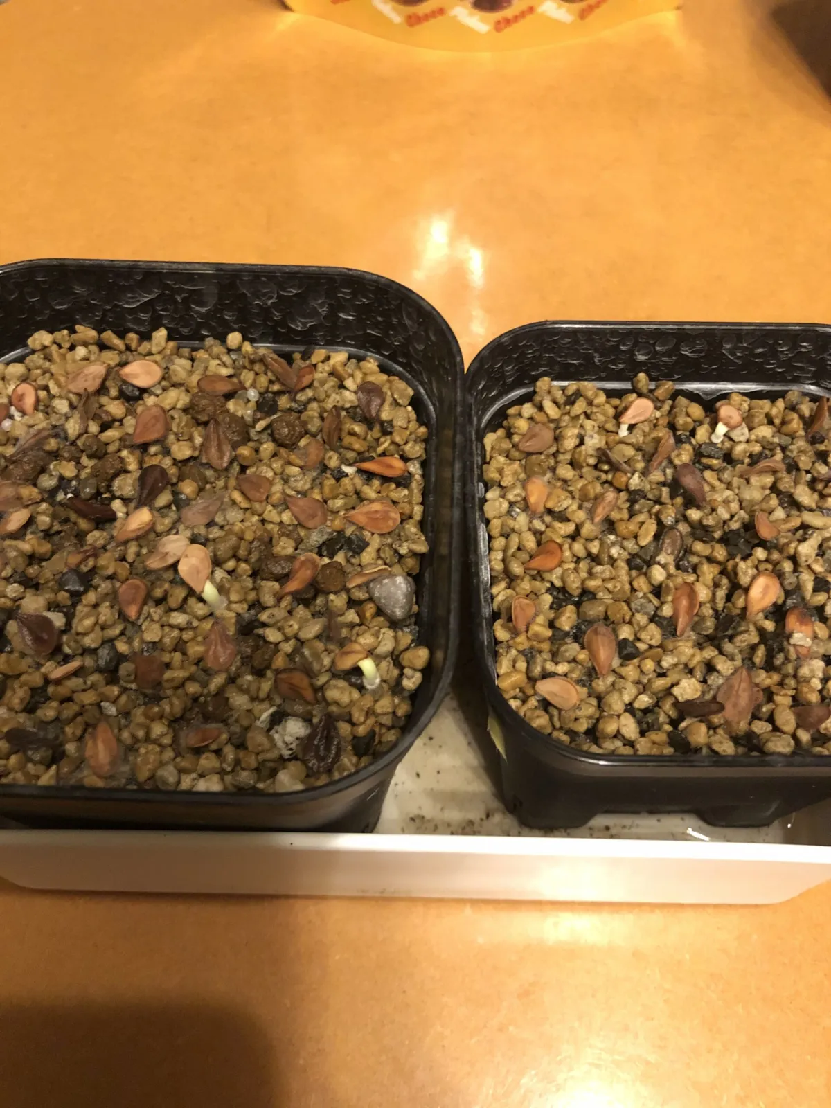 Pachypodium saundersii (パキポディウム サンデルシー 白馬城)