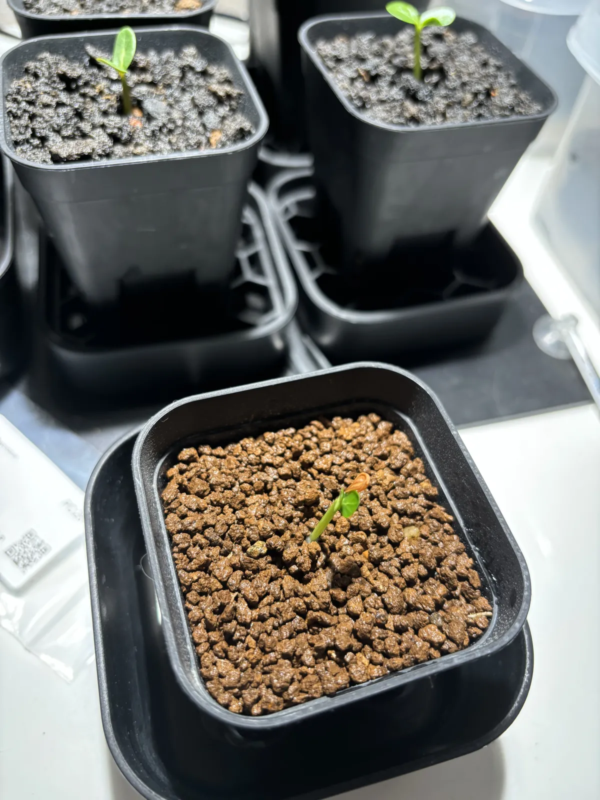 Pachypodium baronii (パキポディウム バロニー)