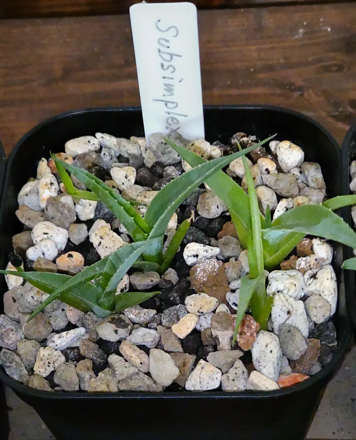 Agave subsimplex (アガベ サブシンプレックス)