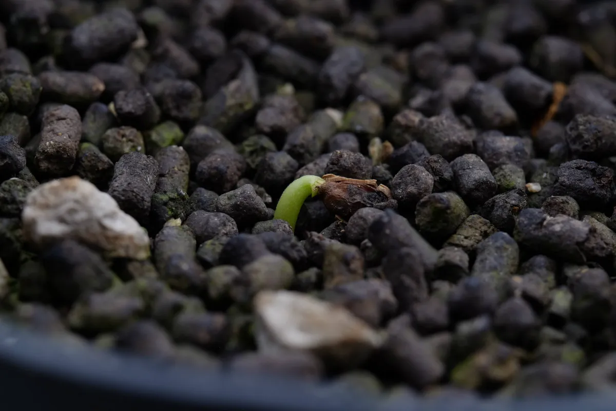 Cyphostemma juttae (キフォステンマ ユッタエ)