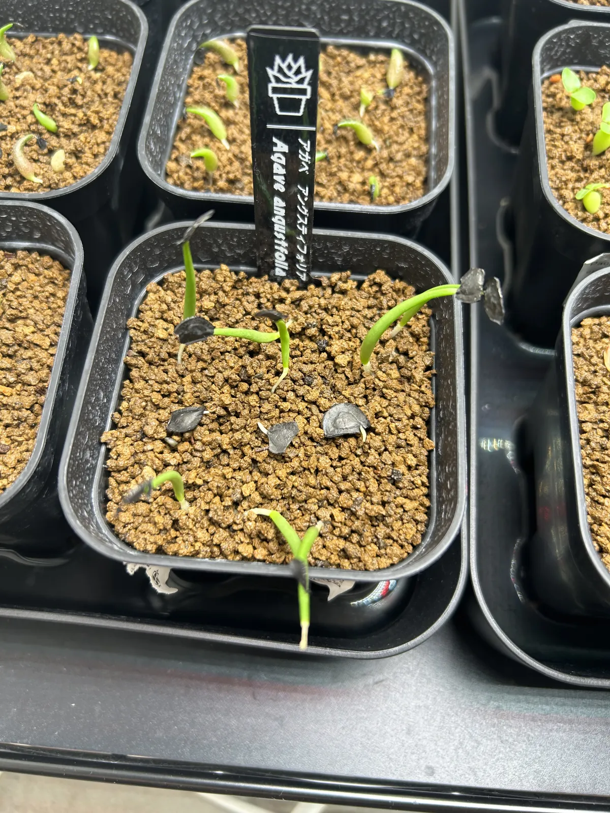 Agave angustifolia Marginata (アガベ アンガスティフォリア バリエガータ)