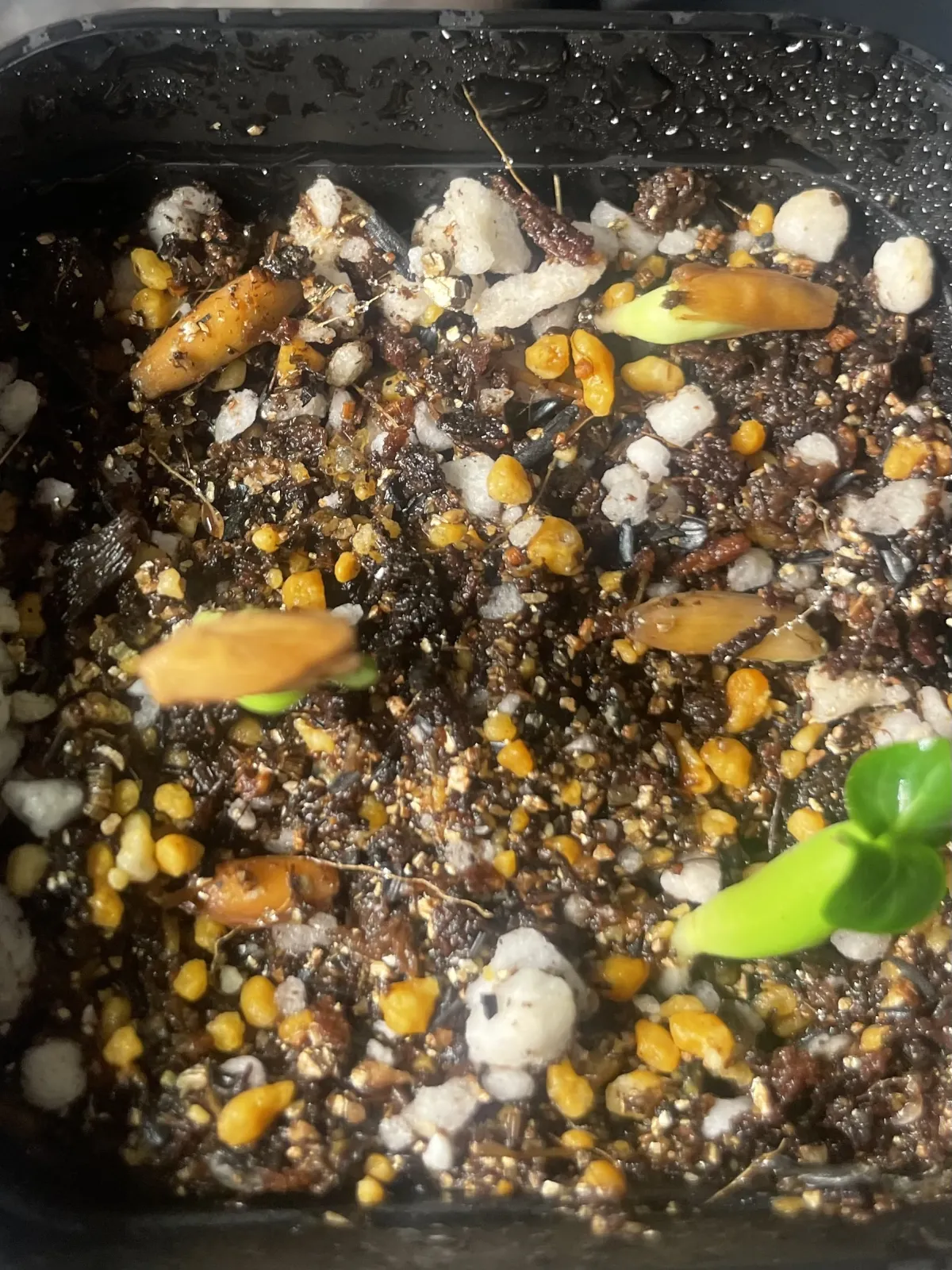 Adenium obesum thai socotranum DHA (アデニウム タイソコ DHA)