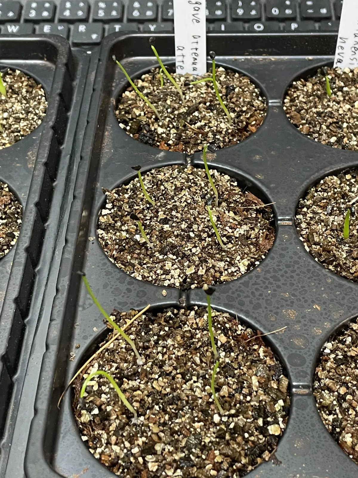 Agave attenuata (アガベ アテナータ 初緑)