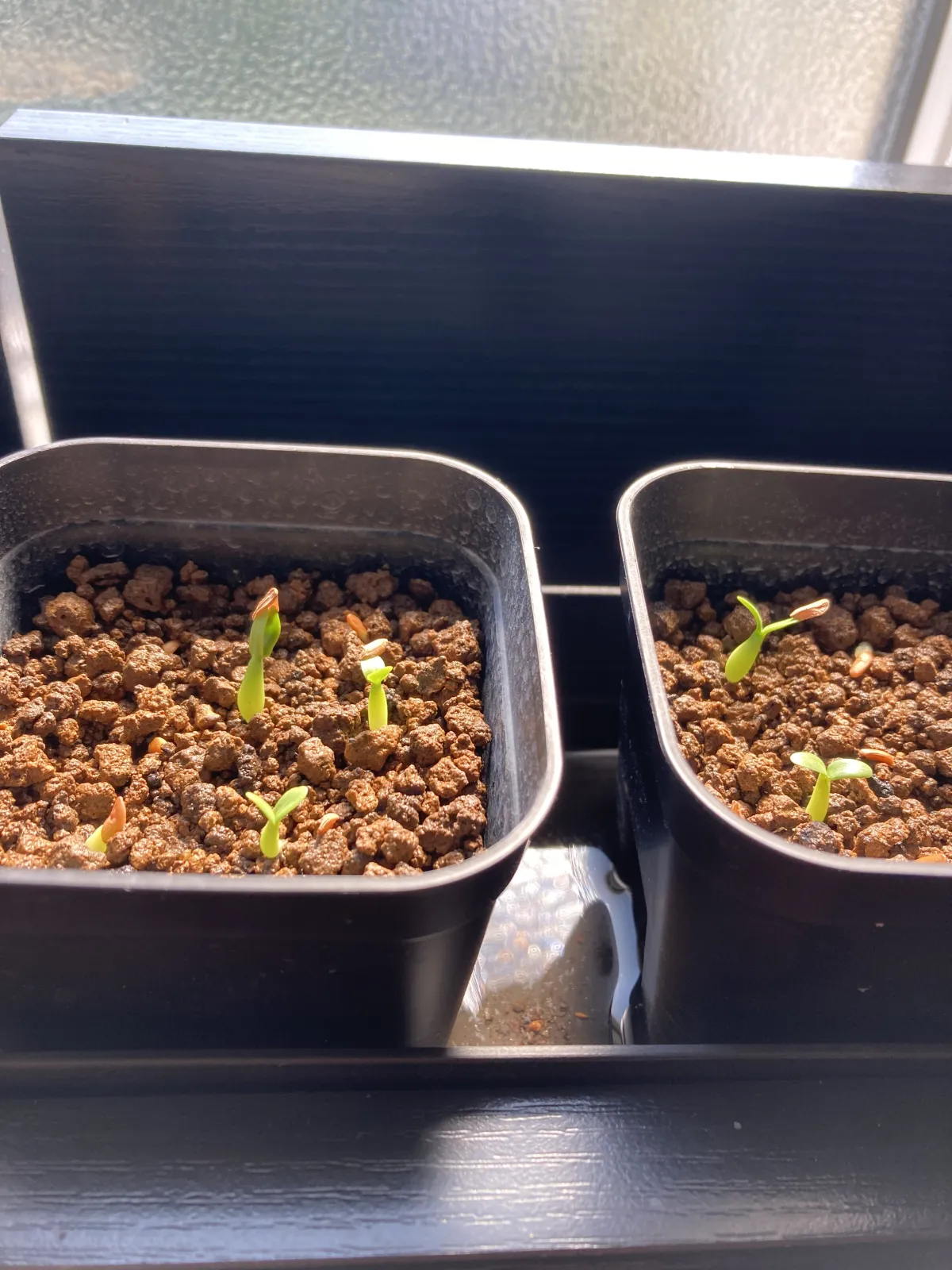 Pachypodium horombense (パキポディウム ホロンベンセ)