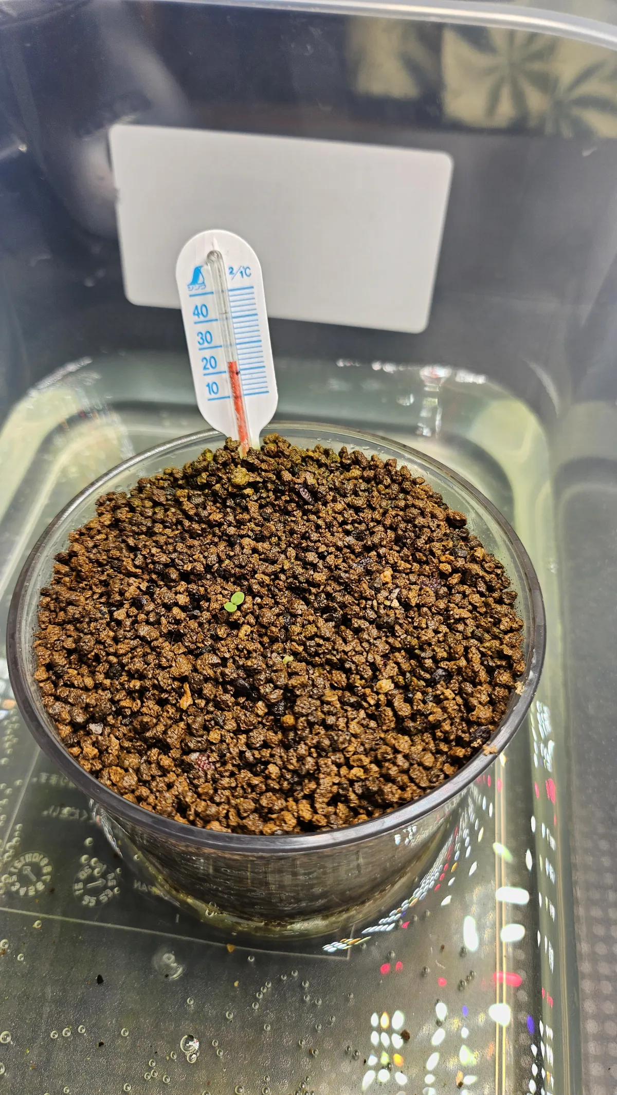 [発芽チャレンジ] アデニア オラボエンシス Adenia olaboensis 発芽難