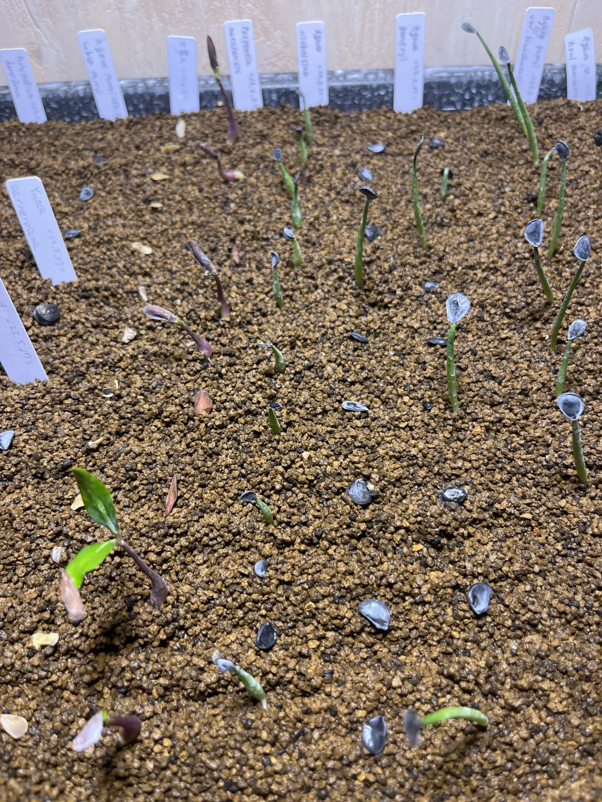 Agave nickelsiae (アガベ ニッケルシー)