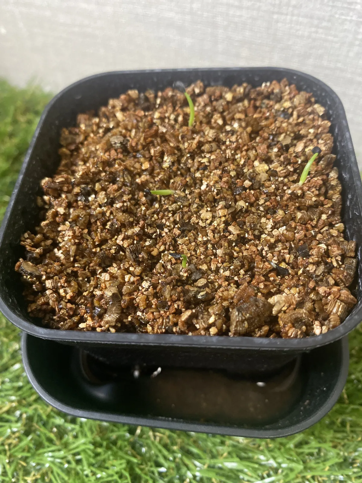 Agave schidigera (アガベ シジゲラ)