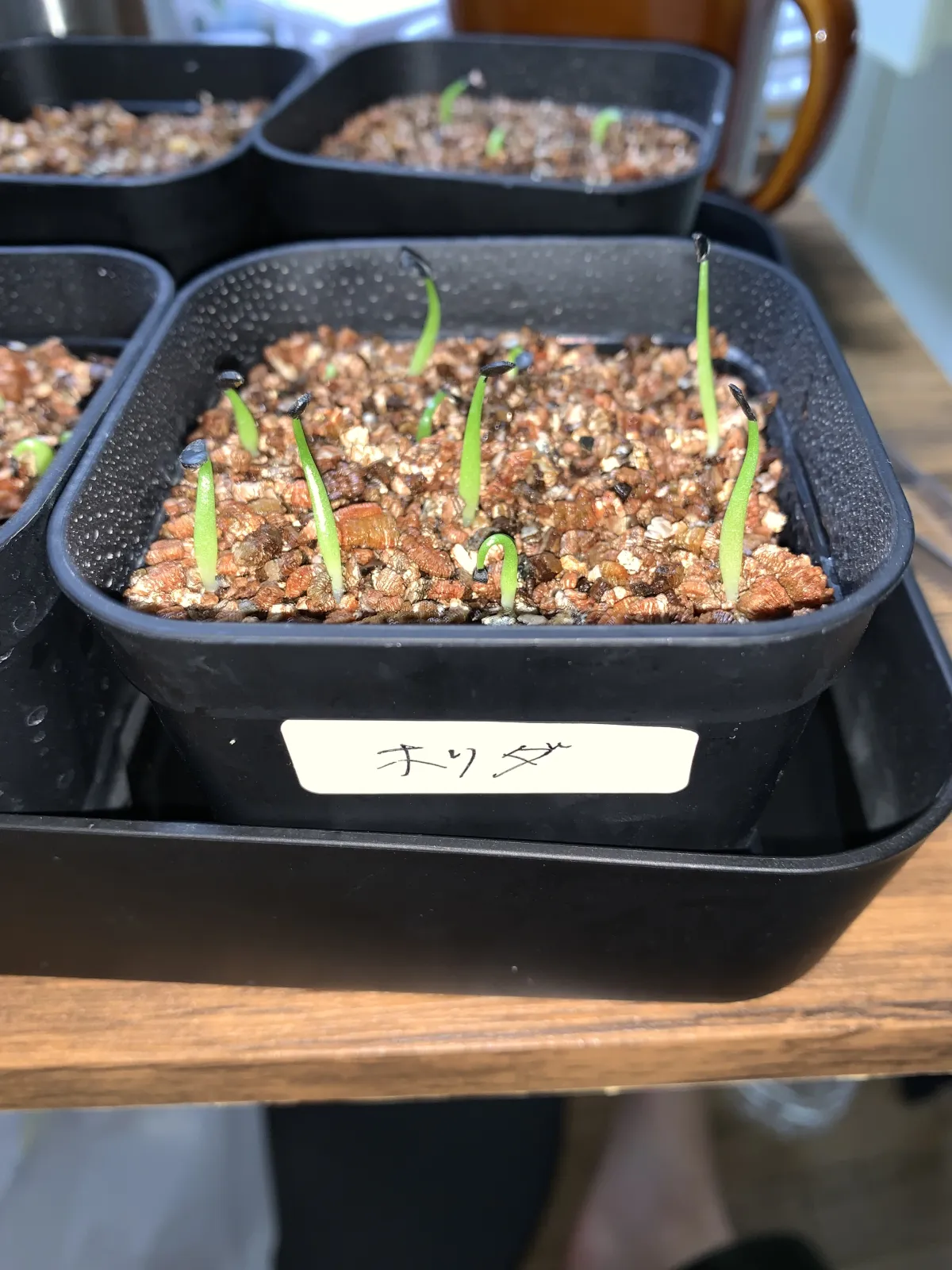 Agave horrida ssp. horrida (アガベ ホリダ)