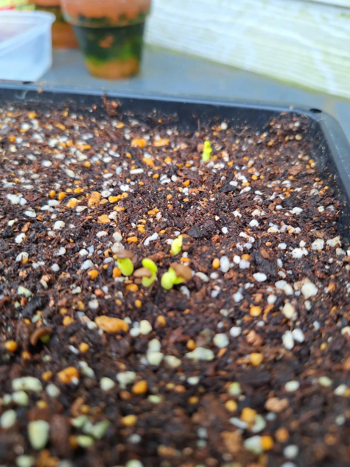 Pachypodium succulentum (パキポディウム サキュレンタム 天馬空)