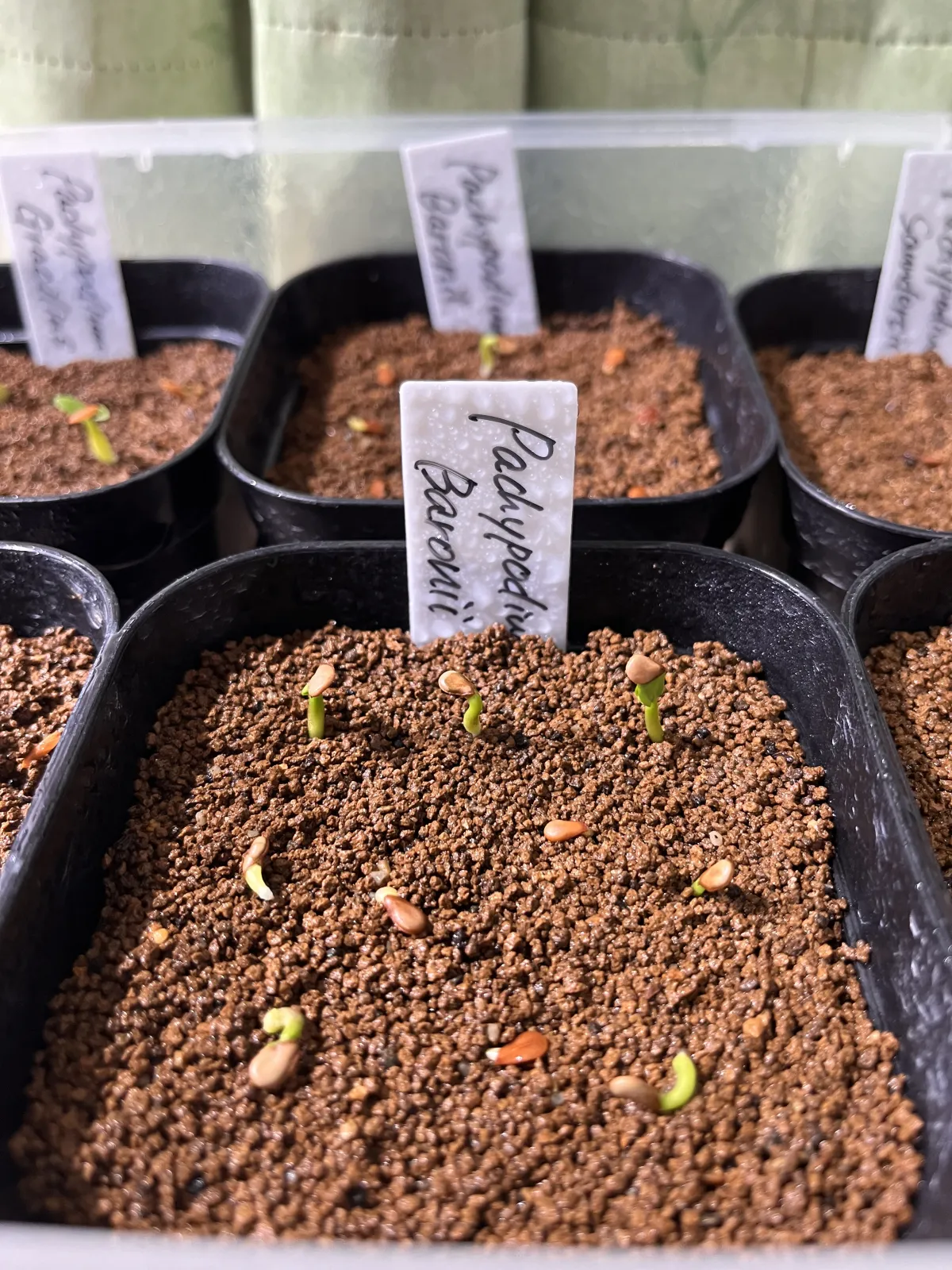 Pachypodium baronii (パキポディウム バロニー)