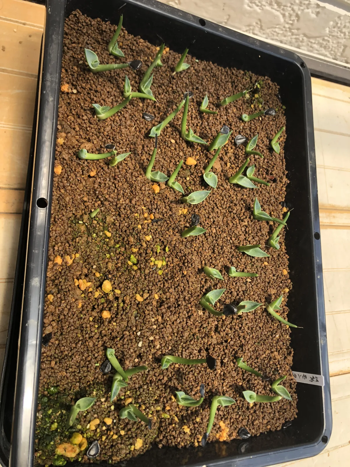 Agave montana (アガベ モンタナ)