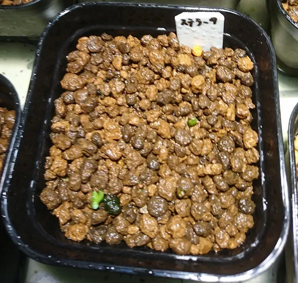 Euphorbia stellata (ユーフォルビア ステラータ 飛竜)