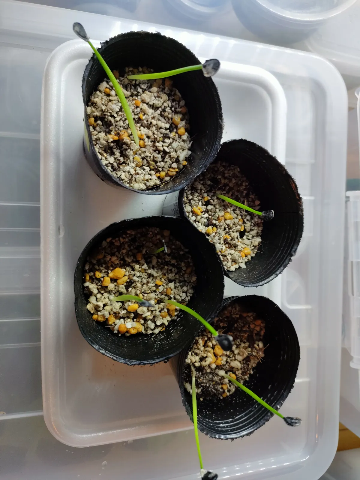 Agave montana (アガベ モンタナ)