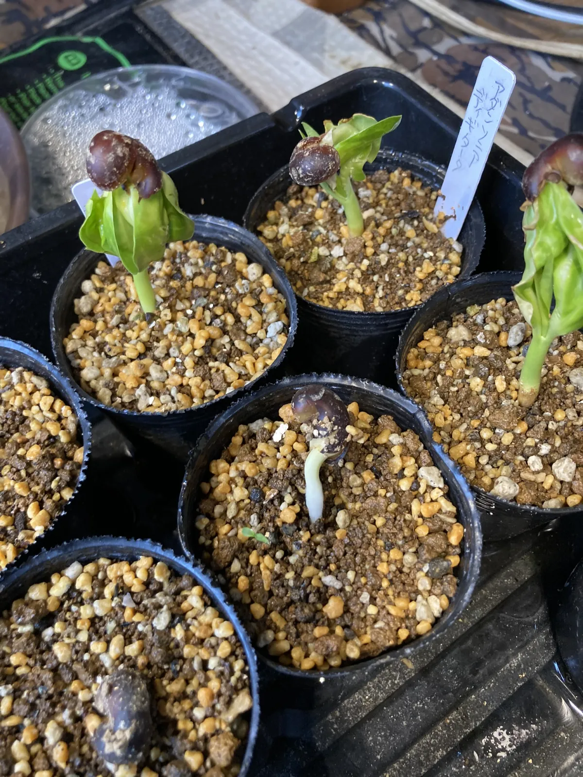 Adansonia digitata (アダンソニア（バオバブ） ディギタータ)