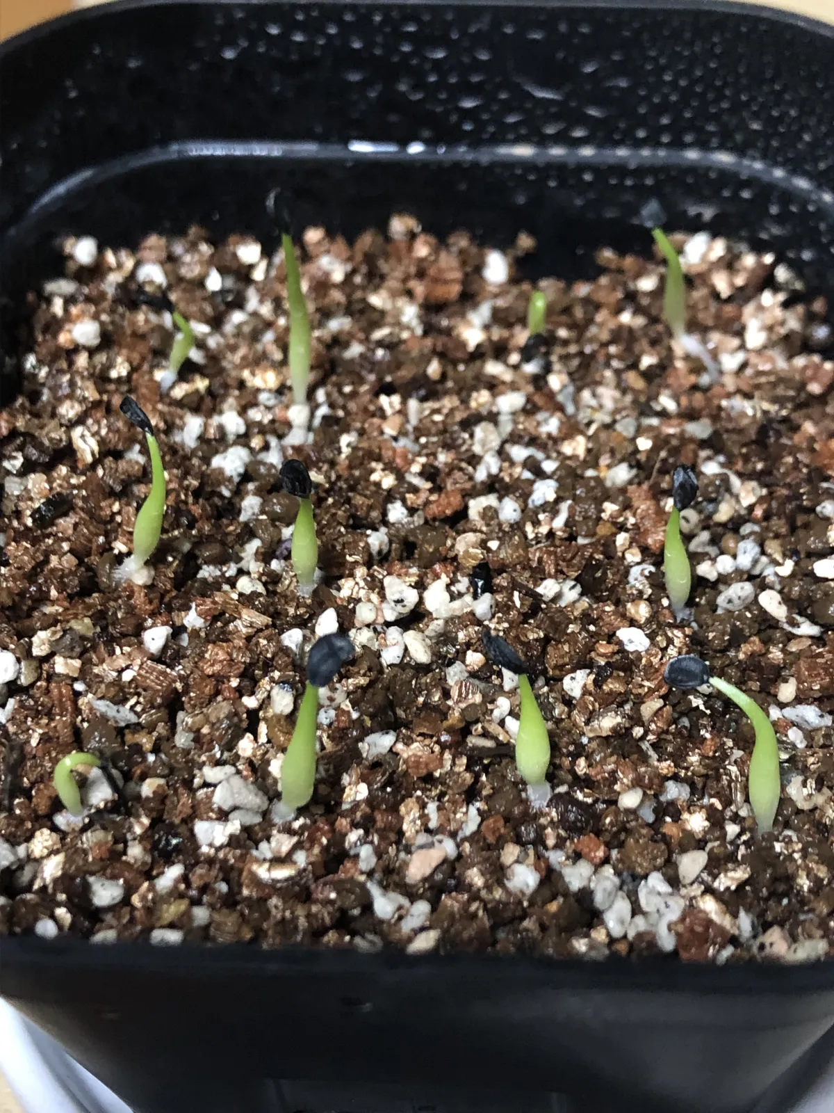 Agave victoriae-reginae (アガベ ビクトリアレジーナエ 笹の雪)