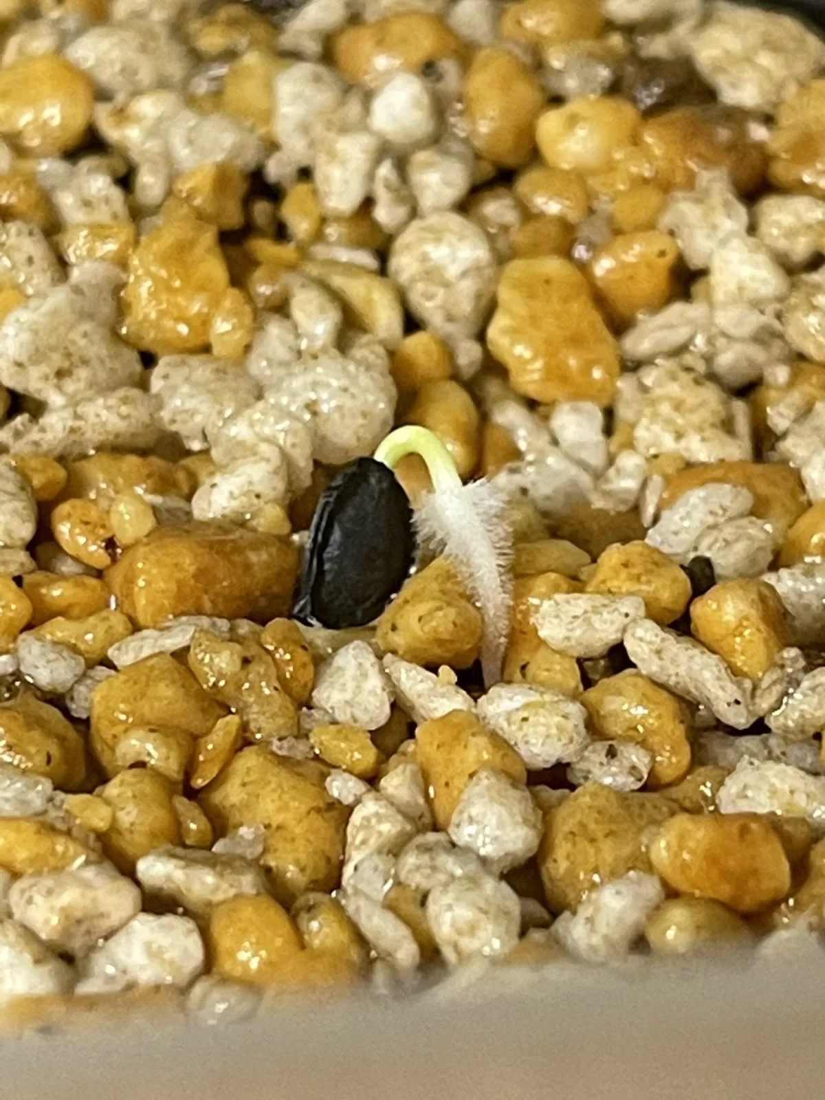 Agave parryi subsp. parryi (アガベ パリー)