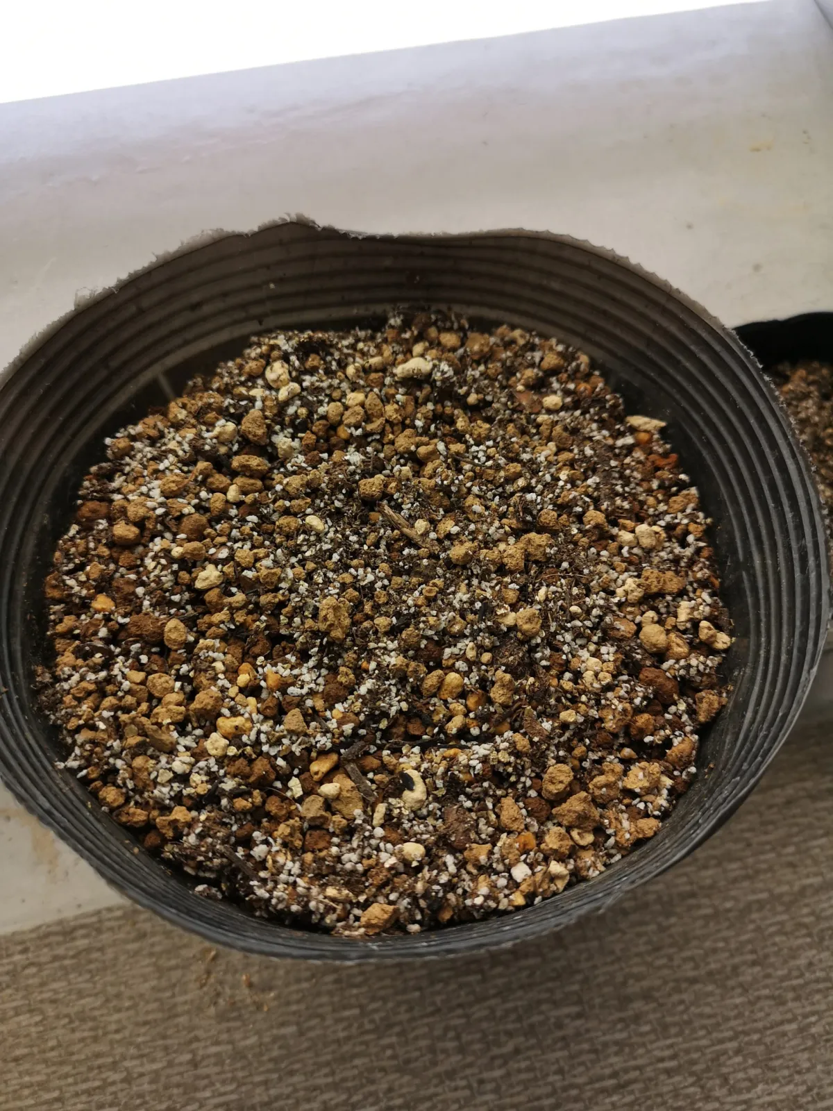 Operculicarya borealis (オペルクリカリア ボレアリス)