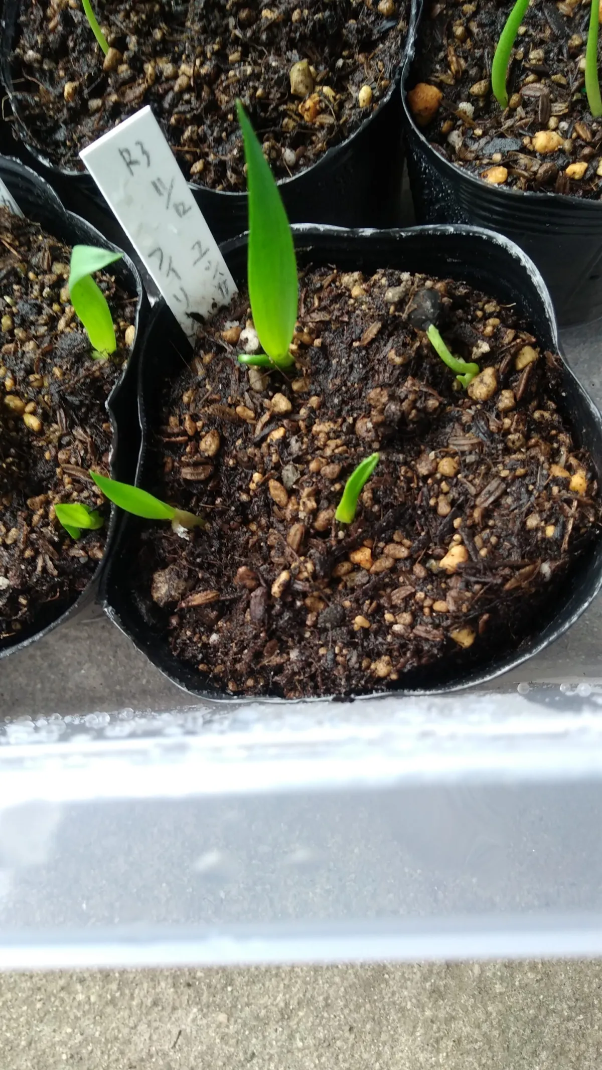 Yucca filifera (ユッカ フィリフェラ)