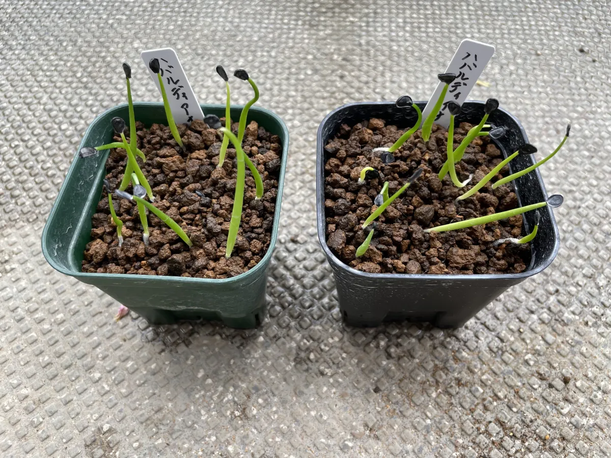 Agave havardiana (アガベ ハバルディアナ)