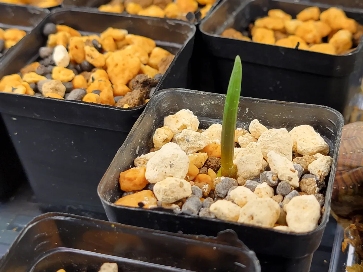 Aloidendron barberae (アロエ バルベラエ)