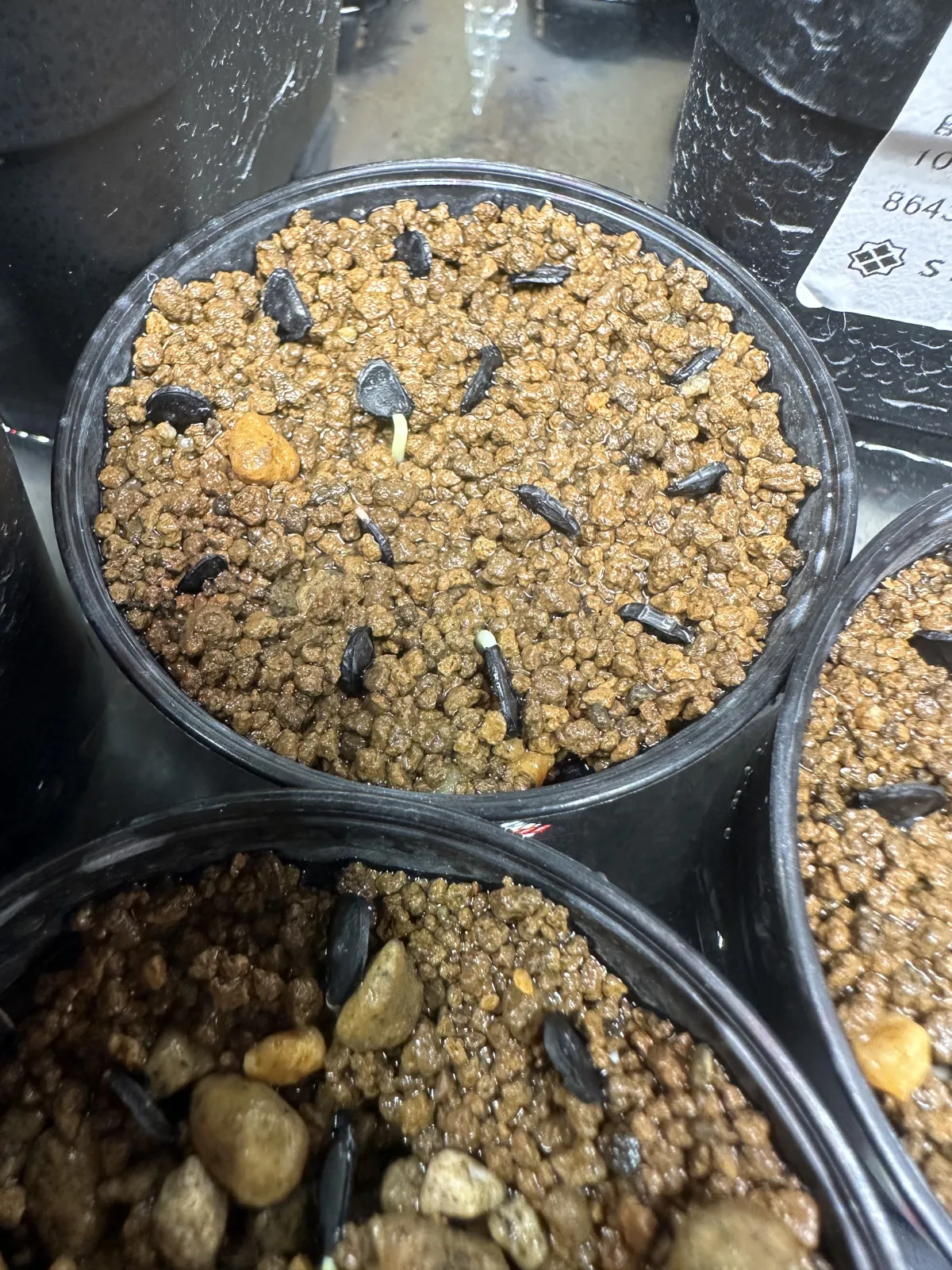 Agave sobria ssp. frailensis (アガベ フレイレンシス)