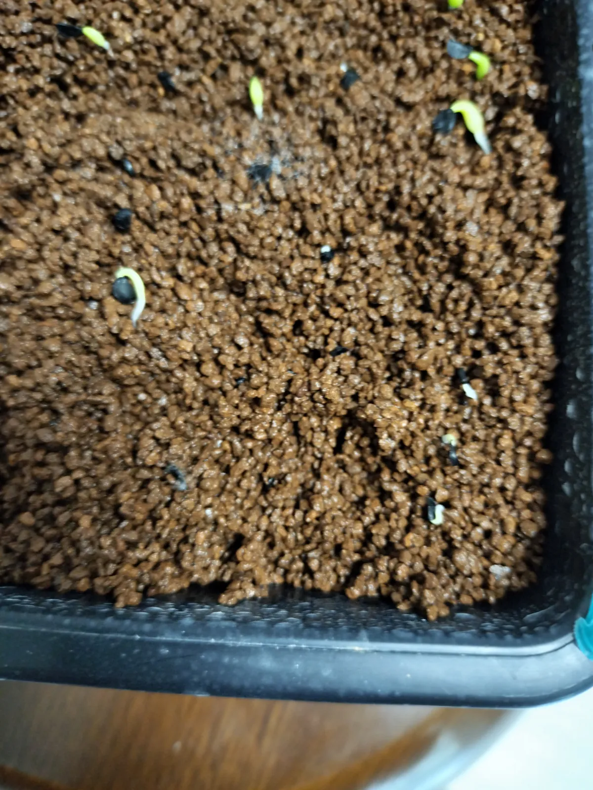 Agave filifera var. compacta (アガベ フィリフェラコンパクタ)