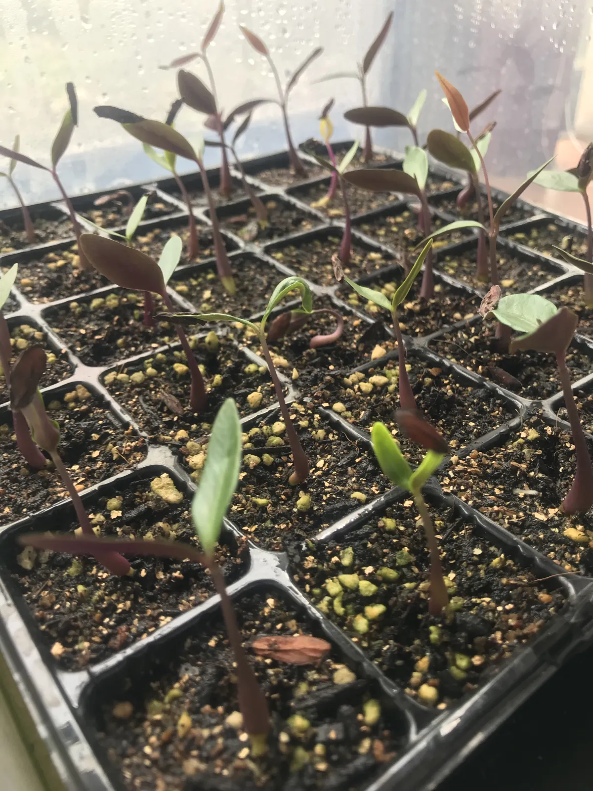 Petopentia natalensis (ペトペンチア ナタレンシス)