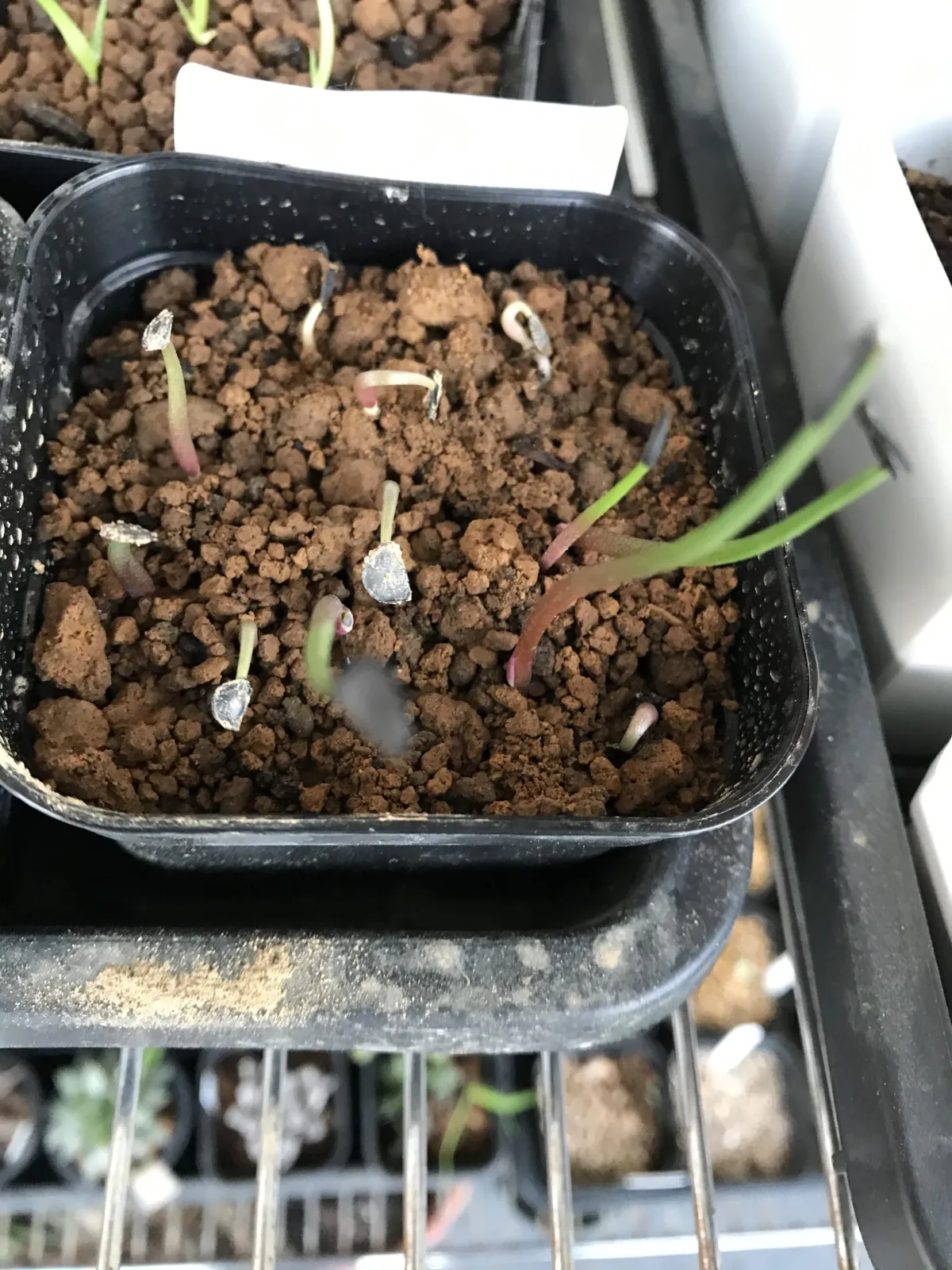 Agave durangensis (アガベ ドゥランジェンシス)