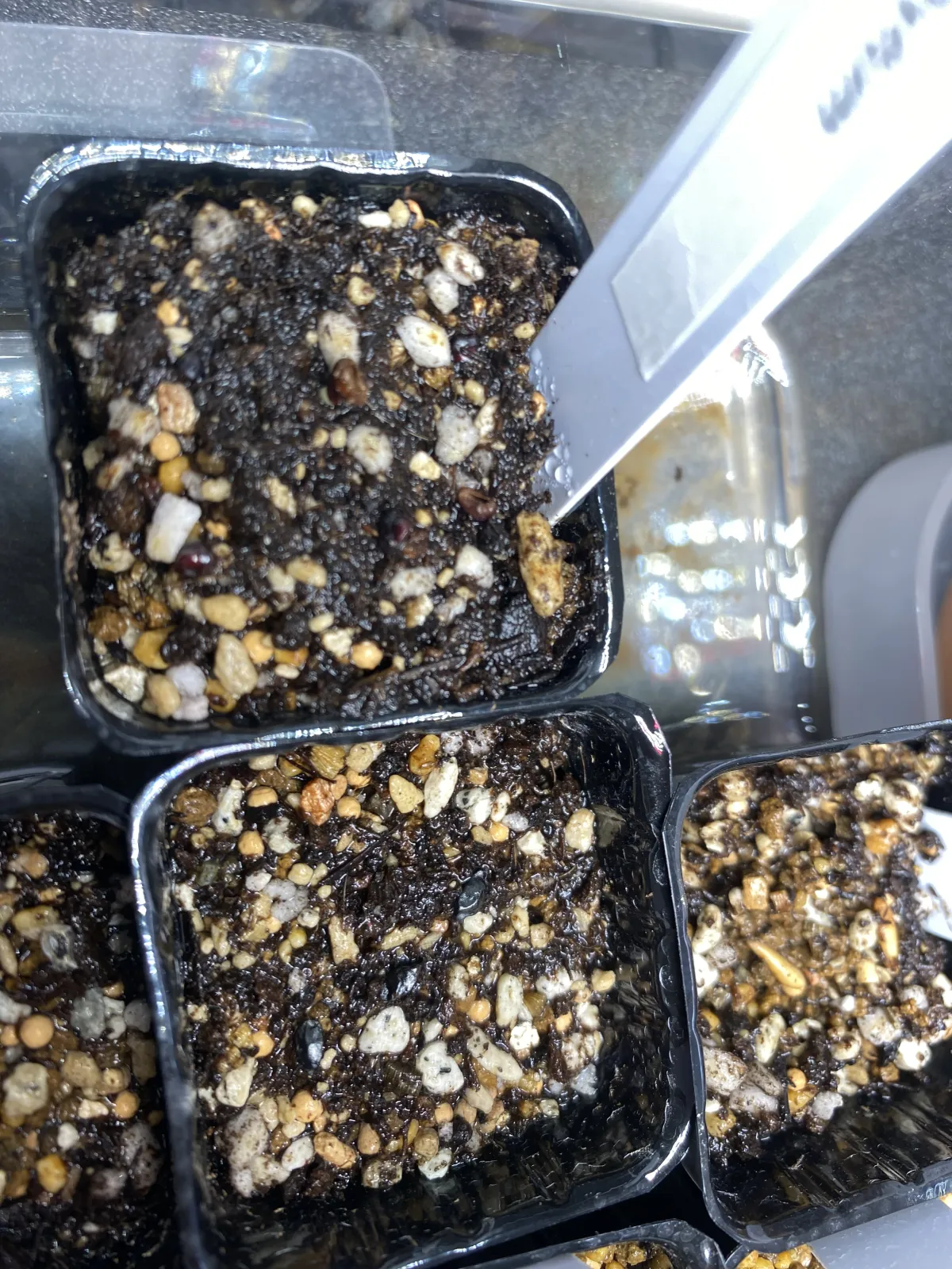 Astrophytum asterias (アストロフィツム アステリアス 兜)