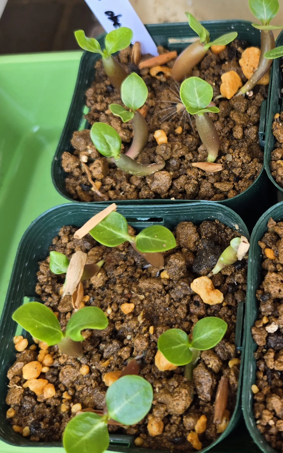 Adenium obesum (アデニウム オベスム)